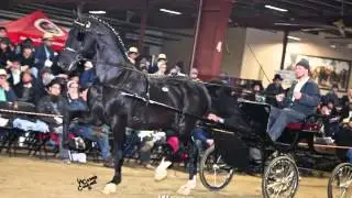 Heart of America Stallions 2015