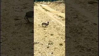 rabbit 🐰 vs pointer dogs,. find odd Italian brainrot #pointerdog #nature #puppy #huntingdog #dog