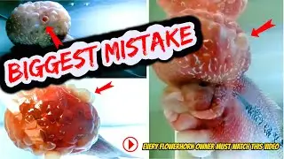 A Big Warning To Every Flowerhorn Fish Owner || Flowerhorn Feeding Mistake