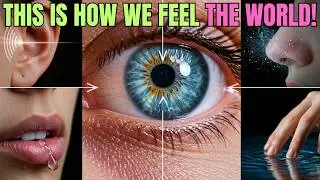 THE SCIENCE OF THE SENSES  How We See, Hear, Taste, Smell and Feel the World