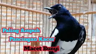Terapi KACER GACOR KONSLET atasi KACER BAHAN MACET pasti langsung NGOBRA TARUNG || BIKIN EMOSI