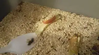 Mealworm Farming from a beginner.