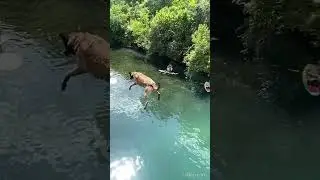 Reverse Bridge Jumping Dog! #dog #bridge #jump #shorts