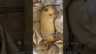 How to care for a weak newborn puppy#puppycare #puppyspot #newborn #labradorpuppy #puppycare #shorts