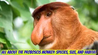 Proboscis Monkeys: Species, Size, and Habitat | Borneo Monkeys