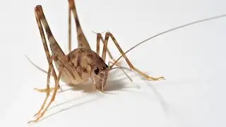 Red Bank NJ Pest Control 732-504-3758 Crickets Ozane Pest Control