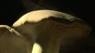 Funghi materiali del futuro? Le creazioni di un designer italiano
