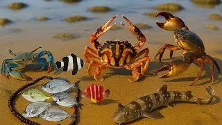 Coastal Foraging Deep Search crab, shark, octopus & Low Tide Treasures