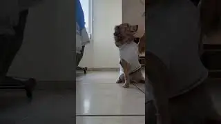 Mi perrita mostrando los trucos que ella a aprendido #perros #perro