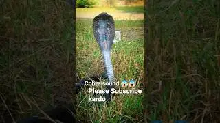 angry Cobra 🐍 #snakevideo #viral #snake