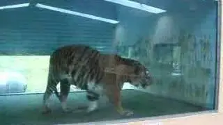 Tiger pacing