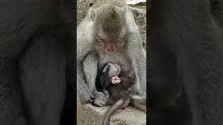 JONNA Newborn Baby Monkey Getting Pure Milk From Jane #Shorts #10