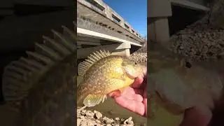 Ультралегкая рыбалка в ручье