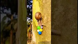 Snail eggs in the forest #camping #bushcraft #survival #outdoors #SurvivalBogura #skills