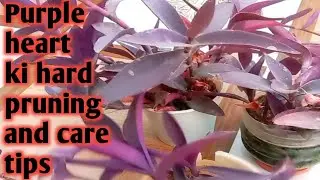 purple heart plant ki hard pruning( care tips) #khushigoodlife