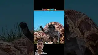 Robot 🤖 Rabbit 🐇#hidden facts 0.9