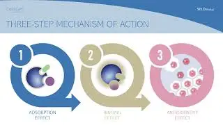 DeflaGyn&reg; Vaginal Gel - Mechanism of Action