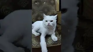 Meet my new aggressive cat 😺 #cat #cute #love #funny
