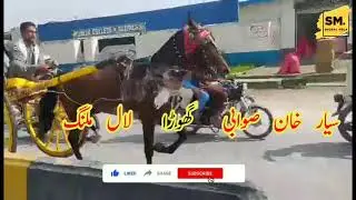 Lal Malang Horse Swabi : GhourGhushti Horse Racer