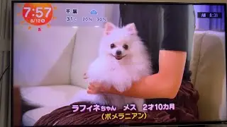 めざましテレビ【きょうのわんこ】に出演7274番