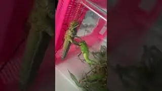 Nymph & adult grasshopper