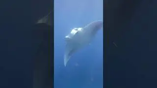 Graceful Giants : Manta Rays Gliding Through the Ocean🌊✨