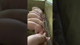 morning hungry pigs feeding #farminglife #pig #pigfeed #feeding #automobile #farmlife #farming