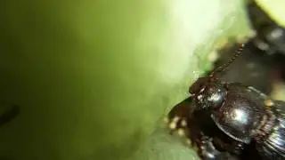 Darkling Beetle- Tenebrio molitor (mealworm beetle)