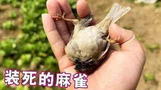 走的时候也不提前说一声，我不要面子吗？【天下一场梦】