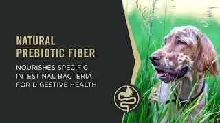 Video 1:Purina Pro Plan Adult Sensitive Skin & Stomach Salmon & Rice | PuppySimply