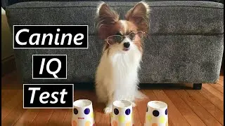 Percy the Papillon Takes a Canine IQ Test