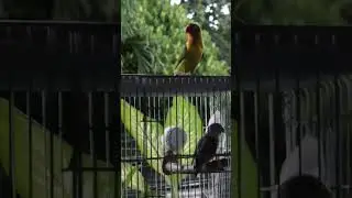 Lovebird | Dayo #birds #africanlovebird  #hobby #fischer #pets #youtubeshorts #shorts #ytshorts