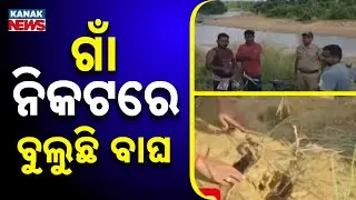 Tiger Sighting In Angul: Locals Warned To Stay Alert