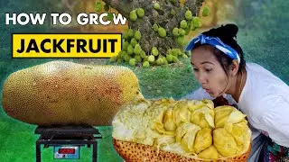 Jack Fruit Farming | How to grow Jackfruit Seeds at Home