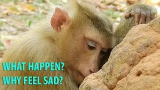 Why Cute Pigtail Monkey Rose Feel Sad Today?|Rose Sit Down Alone & Not Play With Baby Monkeys
