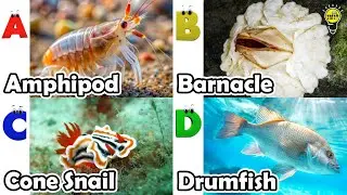 Удивительные морские животные | Песенка про морских животных ABC | Английский язык и животные для...