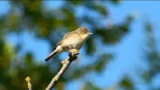 Chiffchaff singing