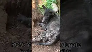 These stray dogs are fighting to survive, and they need your help.#rescue #dogs #adopt #shelter #pup