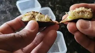 Ручное опыление инжира! Мой успешный метод!