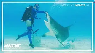 Sharks dance their way into Discovery&rsquo;s &lsquo;Shark Week&rsquo; lineup