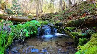 The soothing sounds of streams. Relaxation  /  Успокаивающие звуки ручьев. расслабление