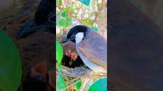 Mother feeding her babies #nature #wildlife #birdslife #strangewildlife