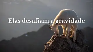 Cabras das Montanhas: as escaladoras audaciosas