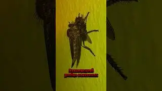☠☠☠Robber fly/муха-разбойник #belarus #europe #гродно #wildlife #рекомендации #убийца #тренды #треш