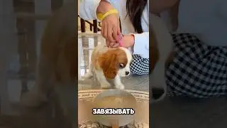 Собачка Агрессивно И Смешно Кушала Еду Хозяина 😂 #милыеживотные #животные
