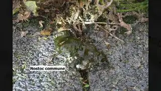 Nostoc commune Mikroskop