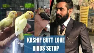 Visit Love Birds(Creamino,Albino , Oplines)Breeding Setup in Gujranwala|Kashif Butt Love Bird Setup|