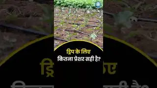 What pressure should be applied to drip irrigation? #farming #agrifuture #facts #education #agrib...