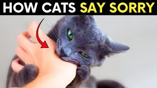 Do Cats Apologize To Their Humans? Here&rsquo;s How They Show They&rsquo;re Sorry!