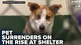 Pet surrenders increase at Snohomish County animal shelter amid rising costs